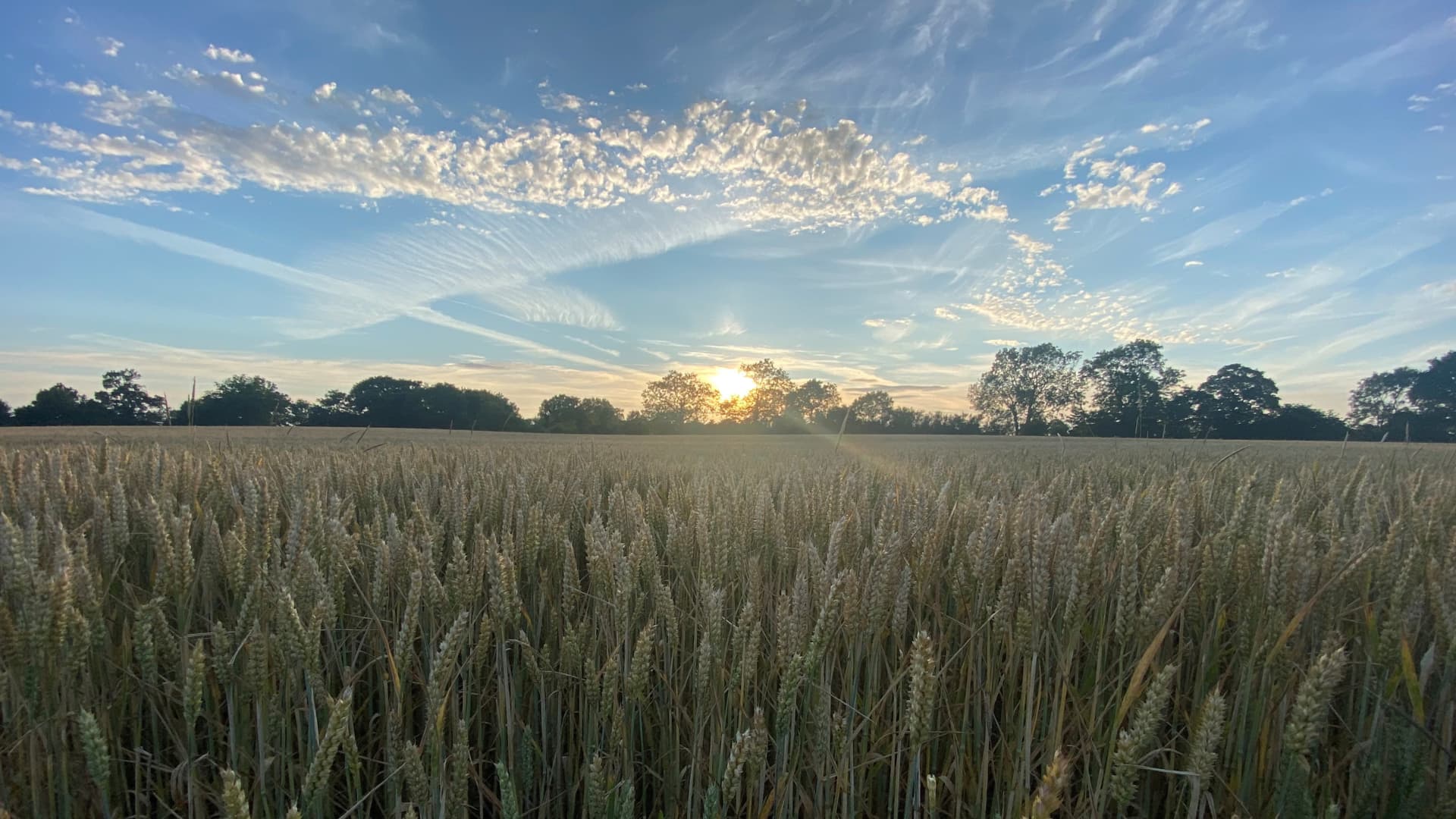 Cornfields